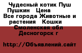 Чудесный котик Пуш-Пушкин › Цена ­ 1 200 - Все города Животные и растения » Кошки   . Смоленская обл.,Десногорск г.